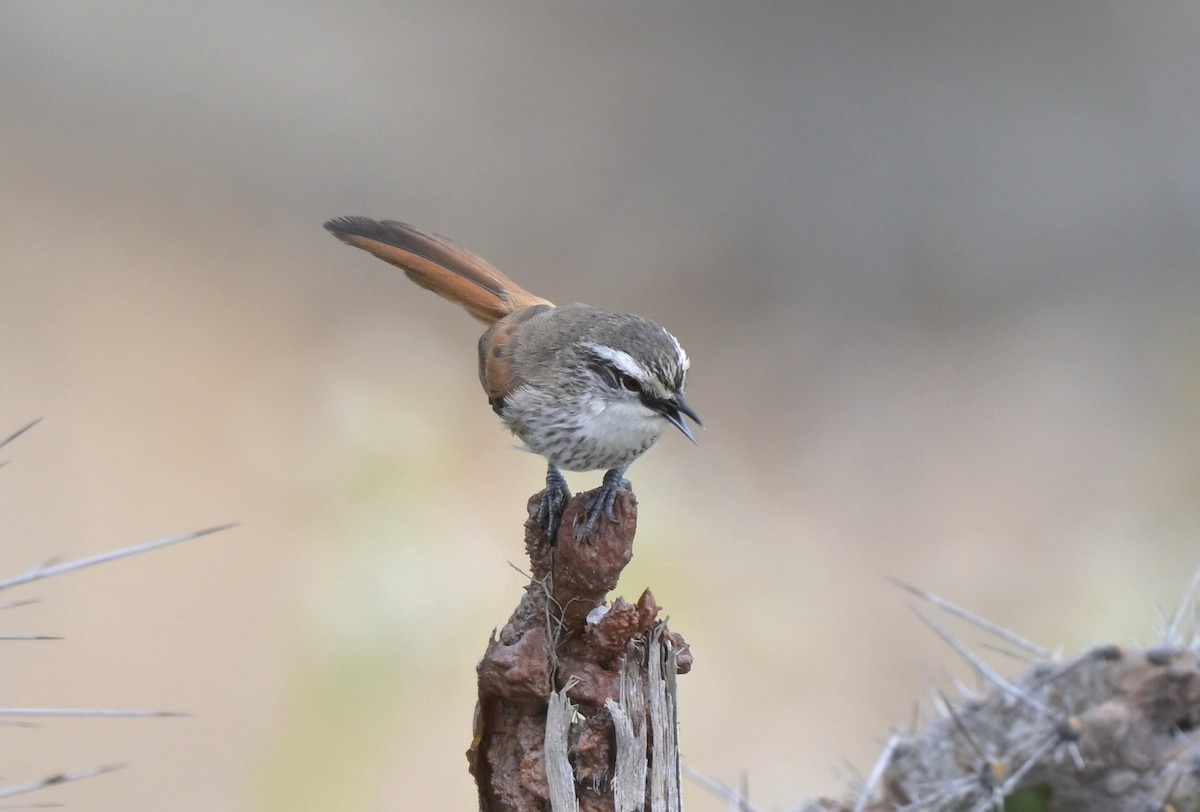 Necklaced Spinetail - ML637233905
