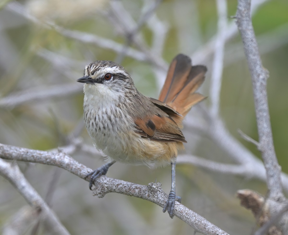 Necklaced Spinetail - ML637233913