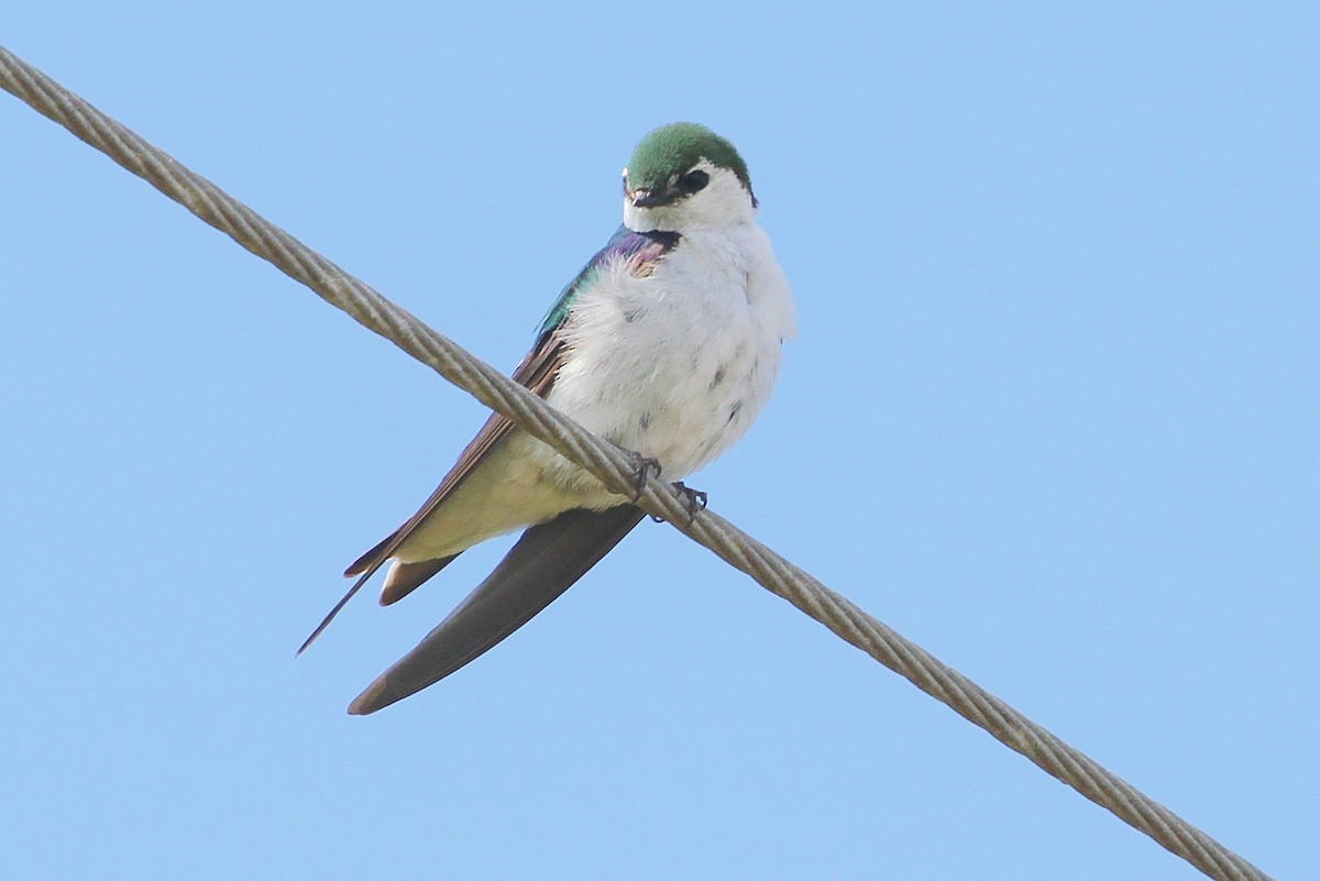Violet-green Swallow - John F. Gatchet