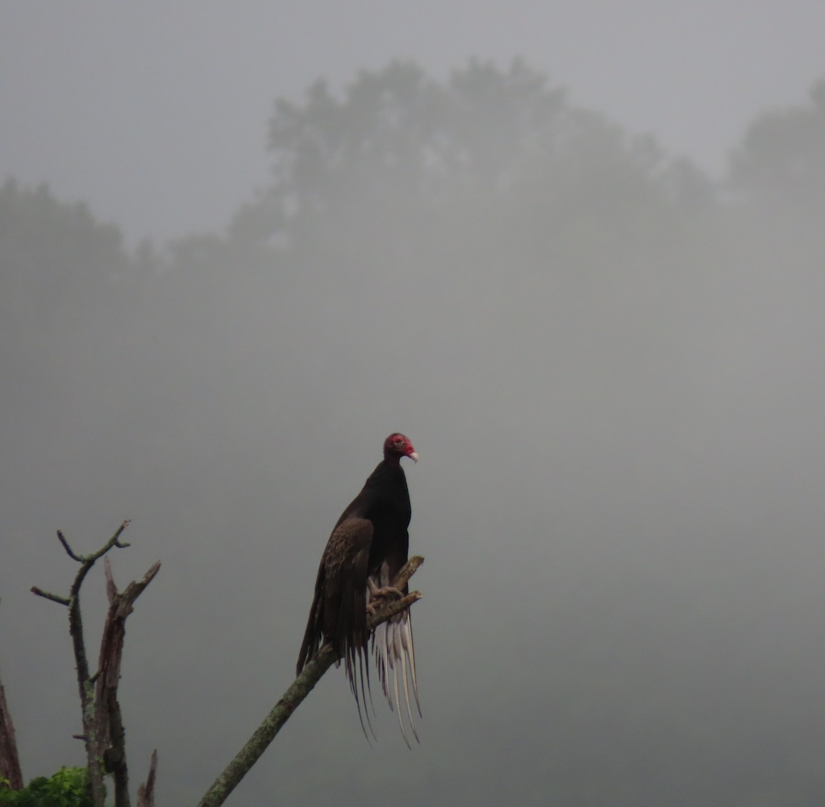 Turkey Vulture - ML637234017
