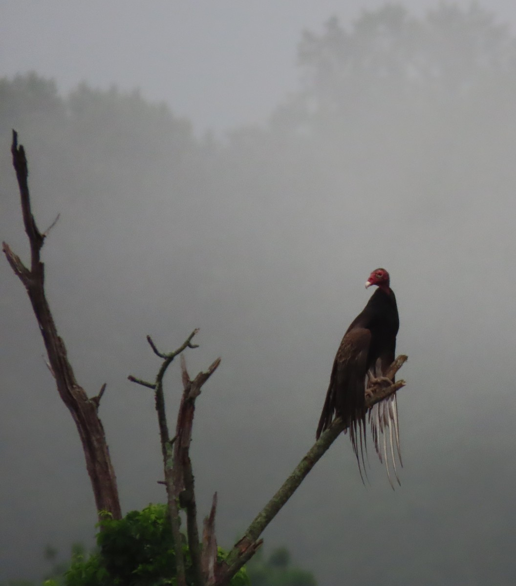Turkey Vulture - ML637234025