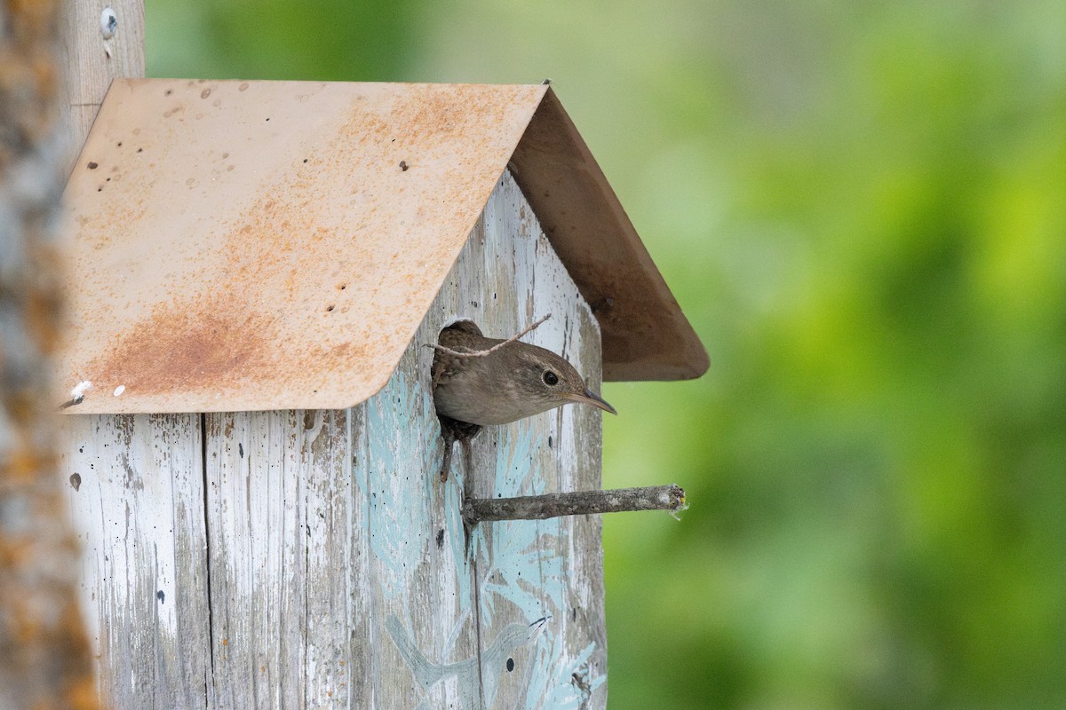 Northern House Wren - ML637234029