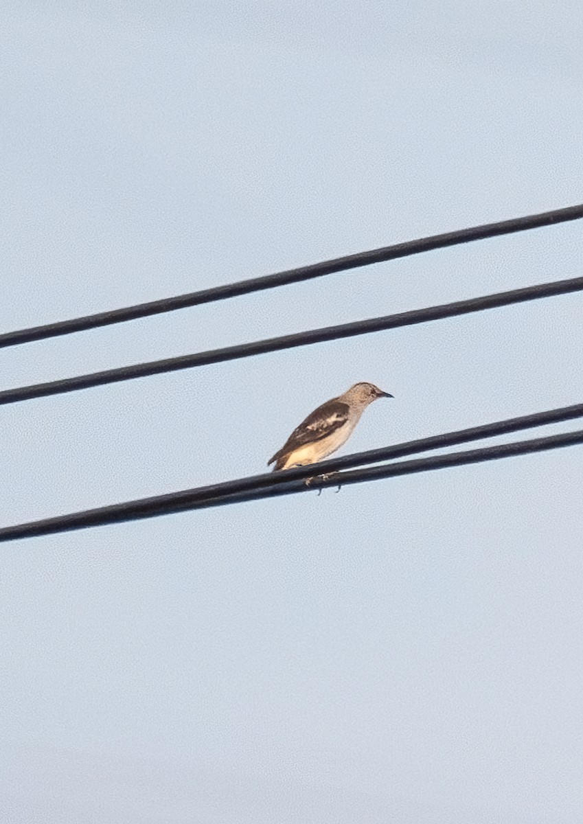 Daurian Starling - ML637234060
