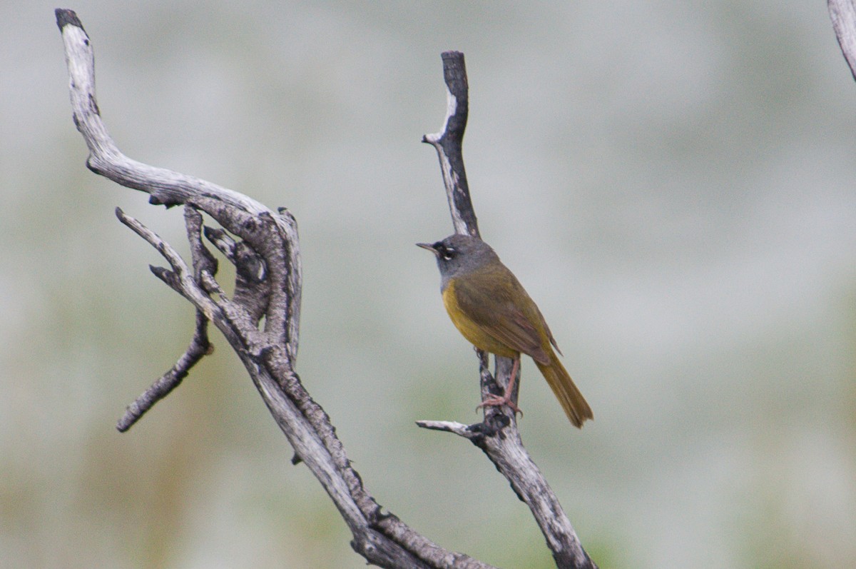 MacGillivray's Warbler - ML637234104