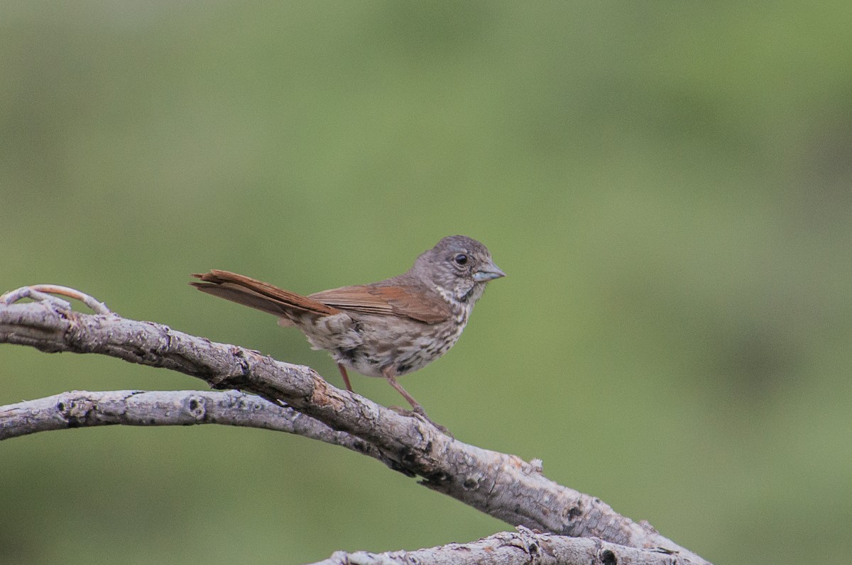 Fox Sparrow - ML637234113