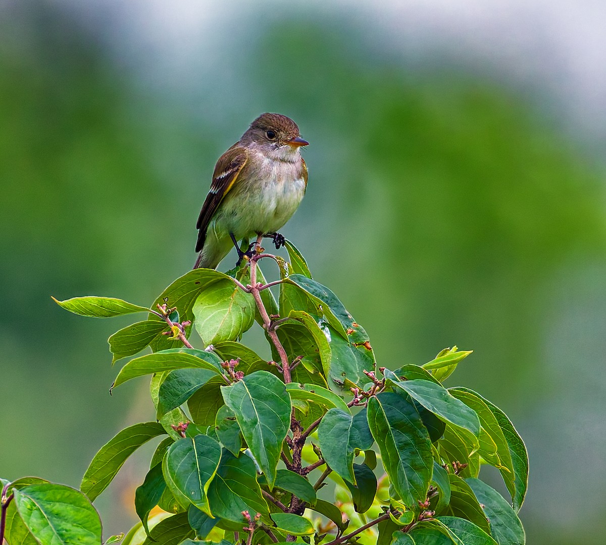 Willow Flycatcher - ML637234128