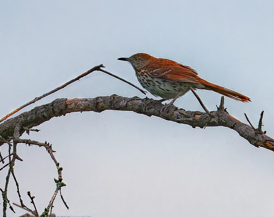 Brown Thrasher - ML637234156