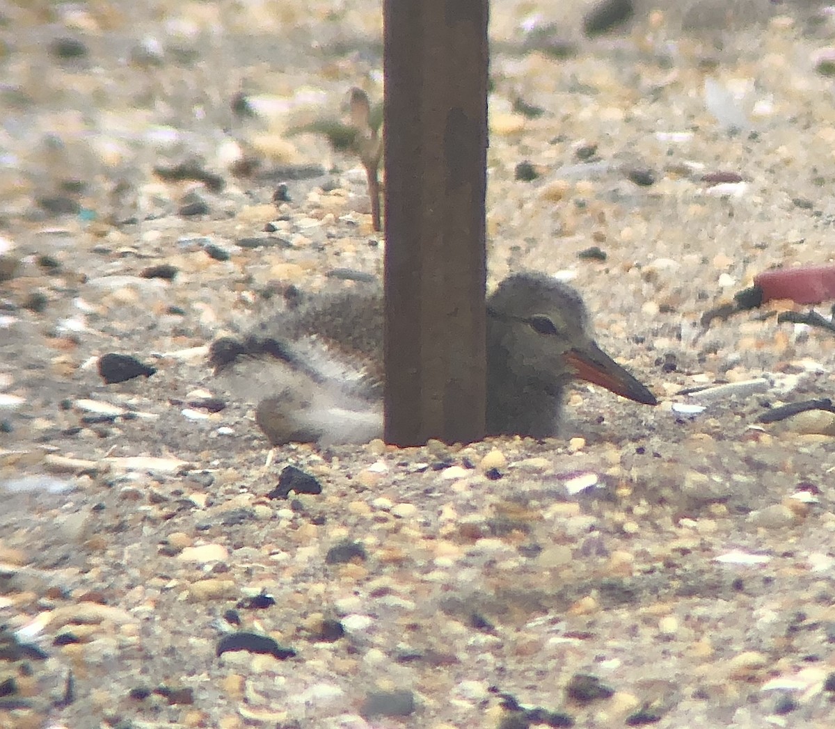 American Oystercatcher - ML637234166
