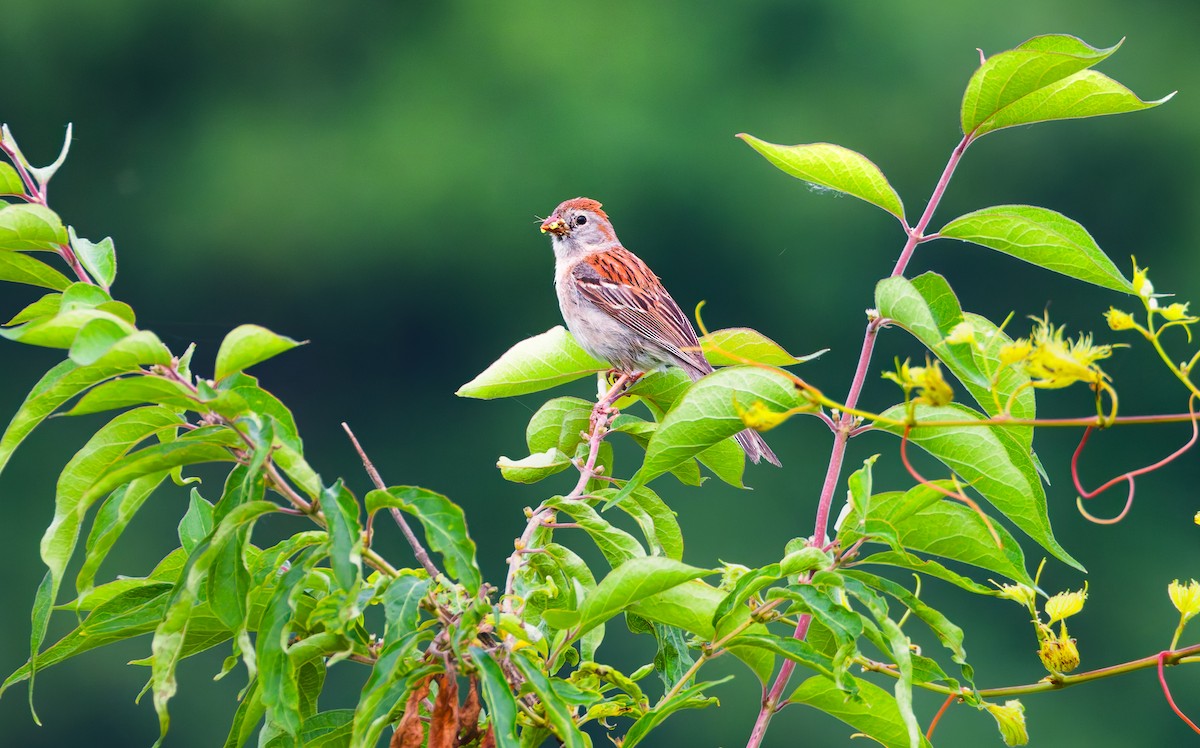 Field Sparrow - ML637234167