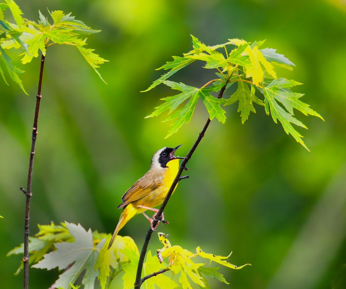 Common Yellowthroat - ML637234260