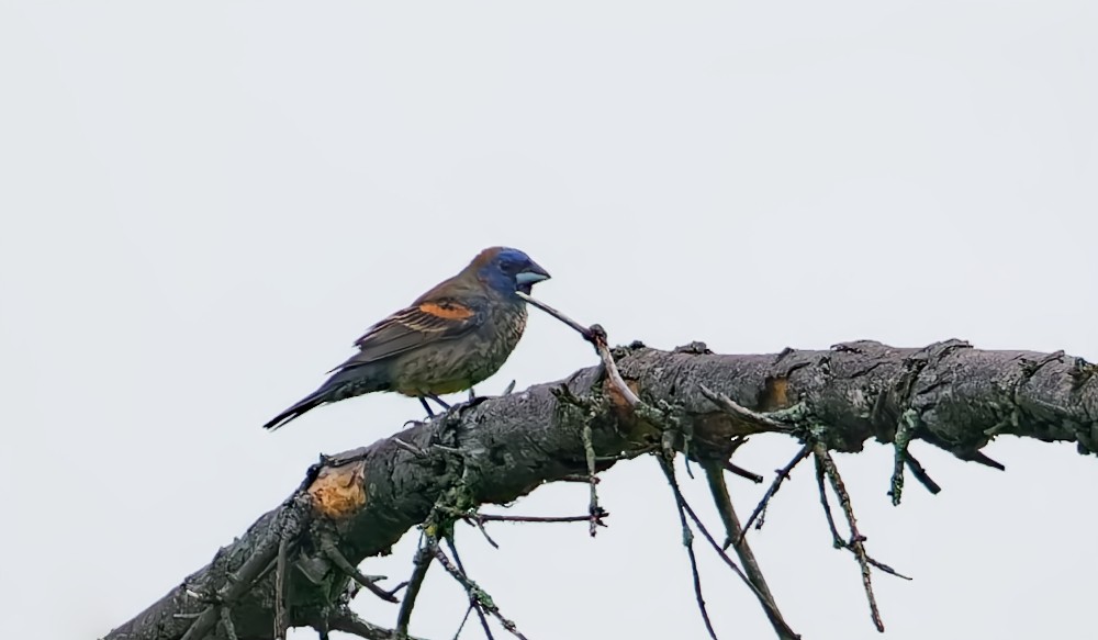 Blue Grosbeak - ML637234307