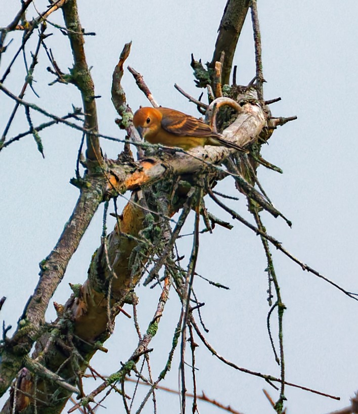Blue Grosbeak - ML637234308