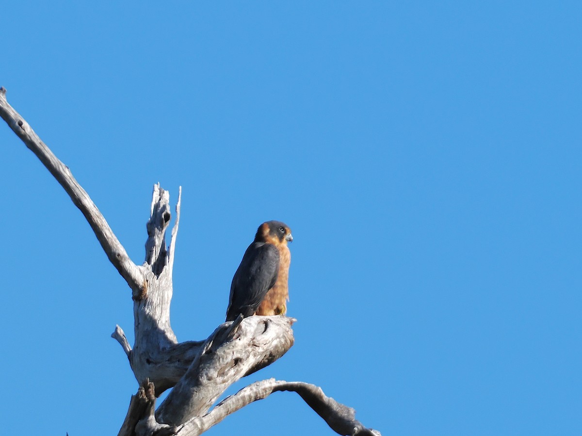 Australian Hobby - ML637234339