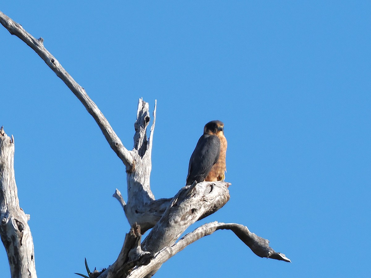 Australian Hobby - ML637234340