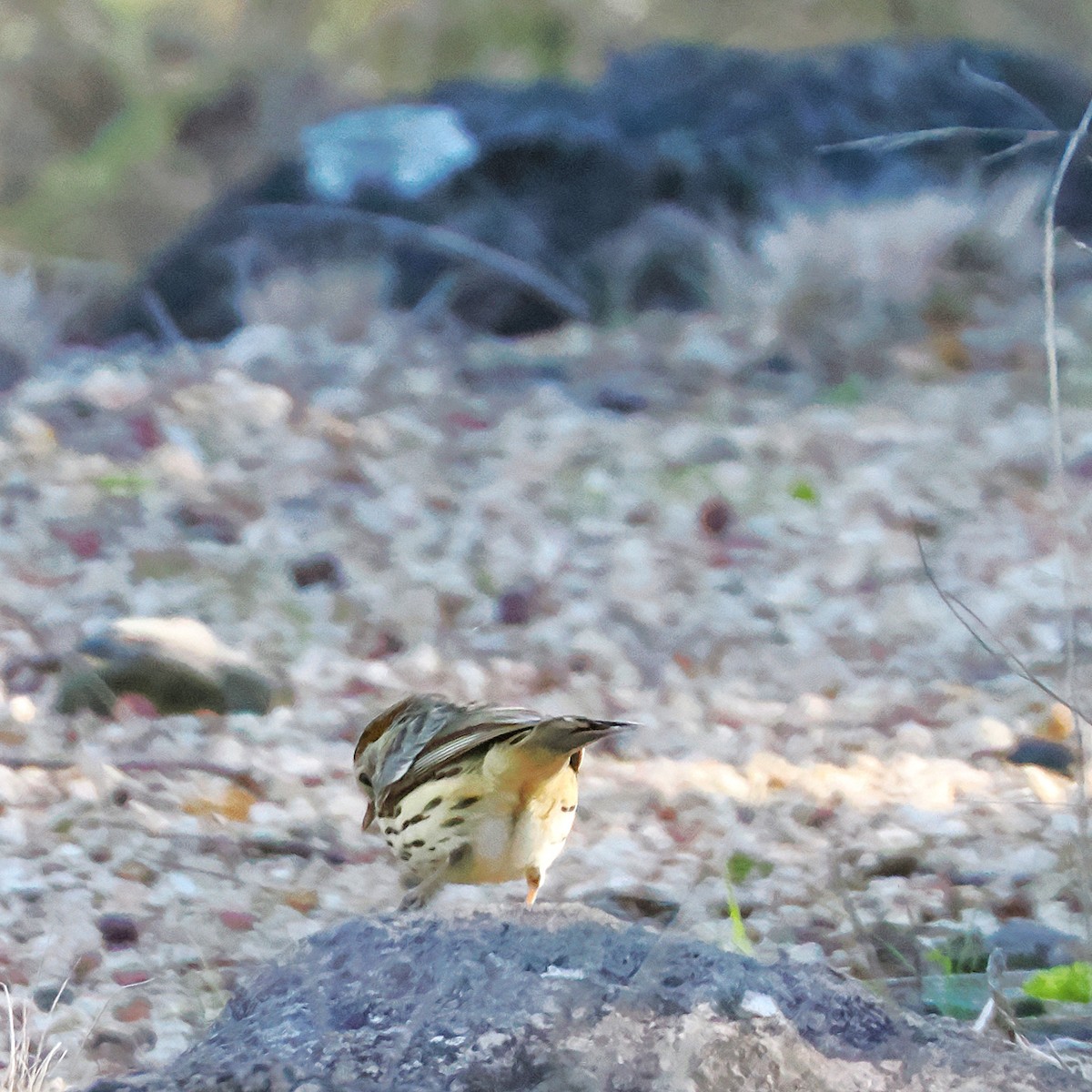 Speckled Warbler - ML637234365