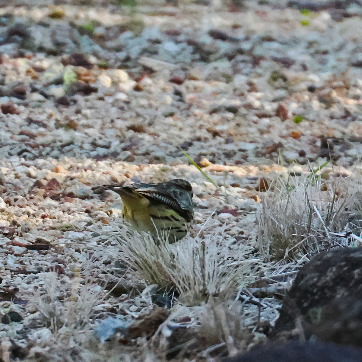 Speckled Warbler - ML637234367