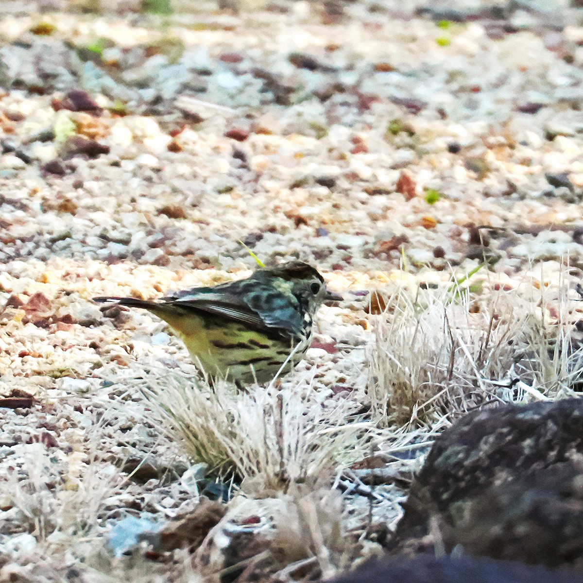 Speckled Warbler - ML637234371