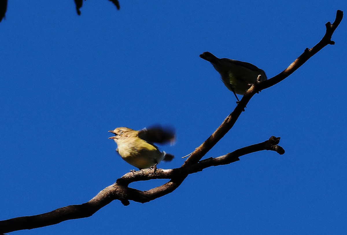 Weebill - ML637234455