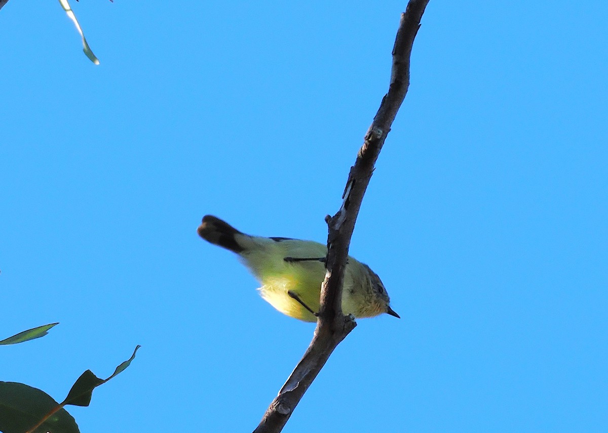 Yellow Thornbill - ML637234472