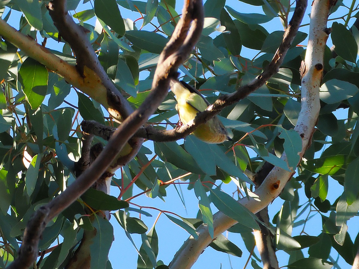 Yellow Thornbill - ML637234473