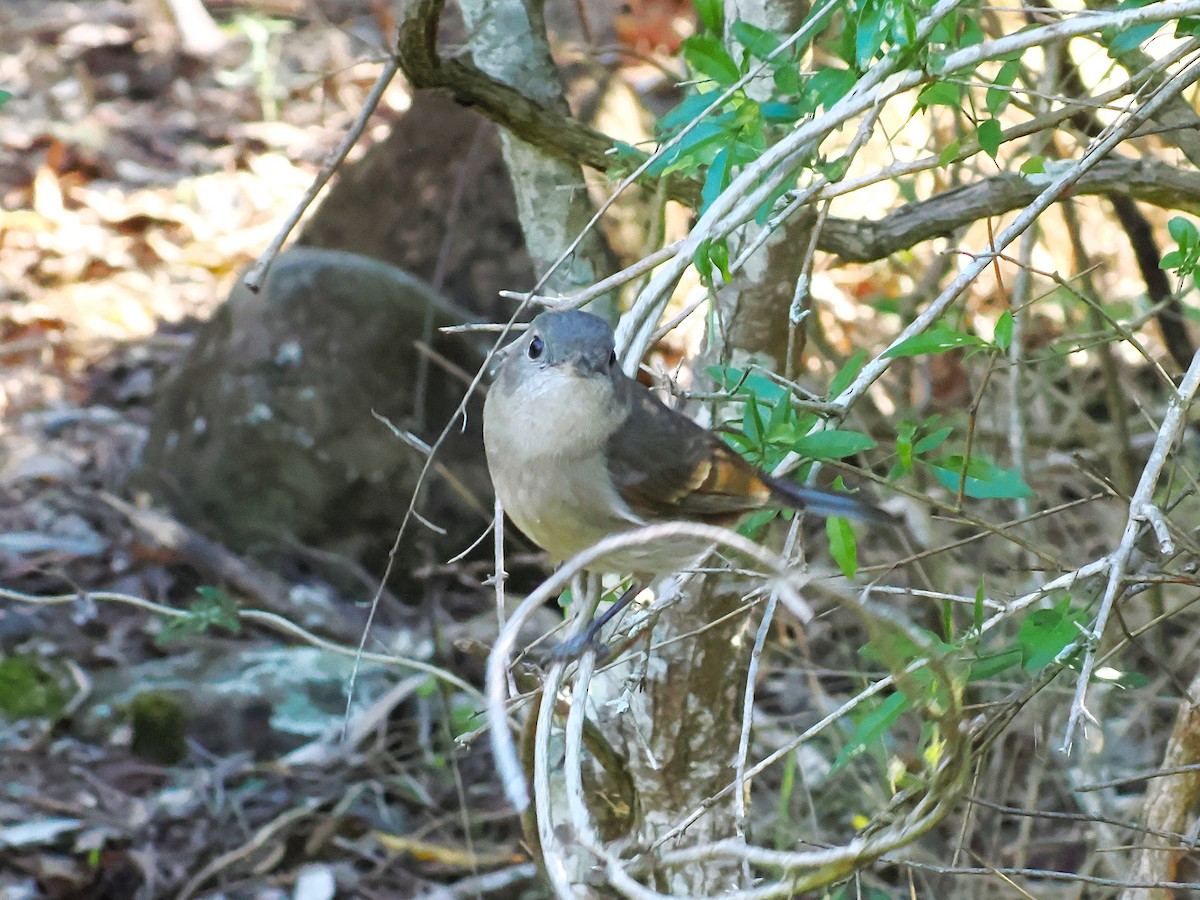 Golden Whistler (Eastern) - ML637234489