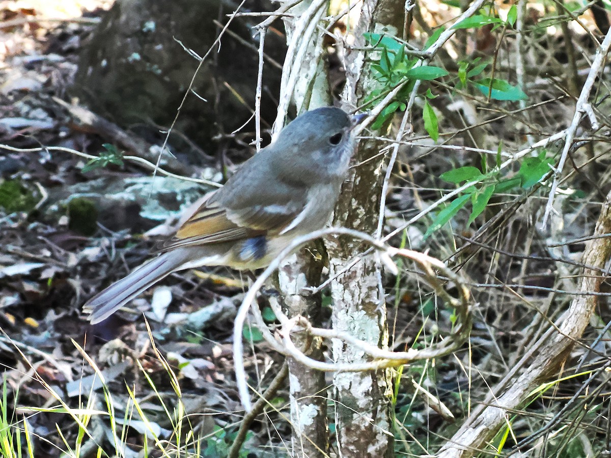 Golden Whistler (Eastern) - ML637234490