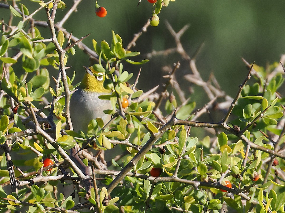 Silvereye - ML637234509