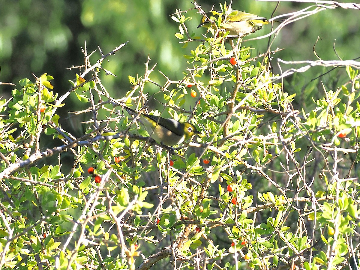 Silvereye - ML637234510