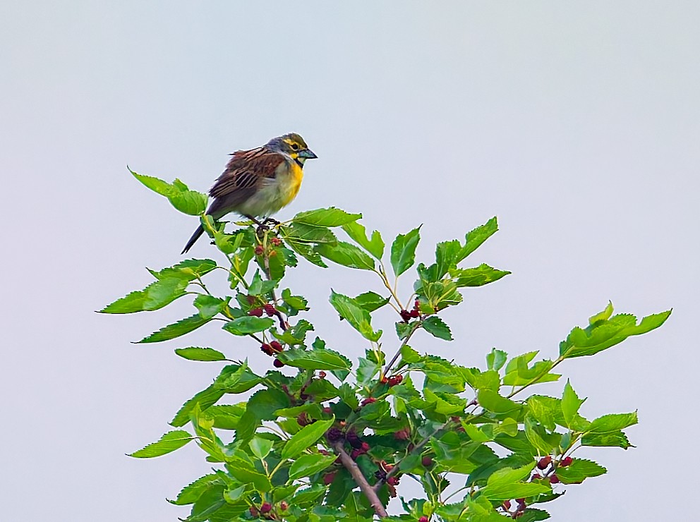 Dickcissel - ML637234512