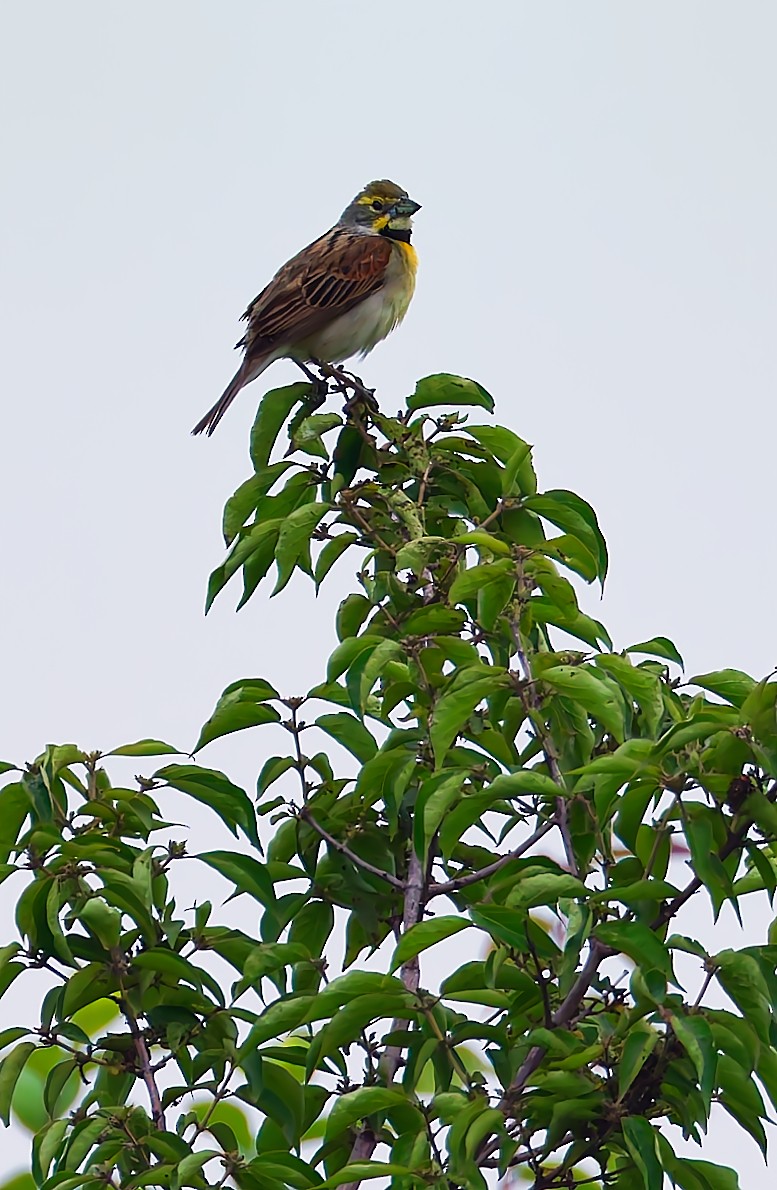 Dickcissel - ML637234513