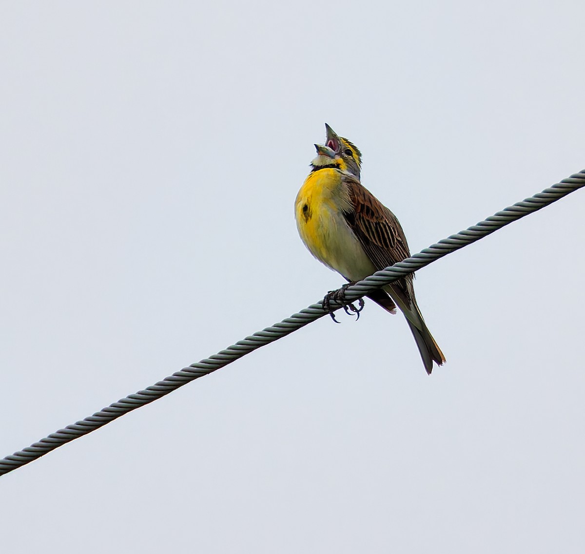 Dickcissel - ML637234514