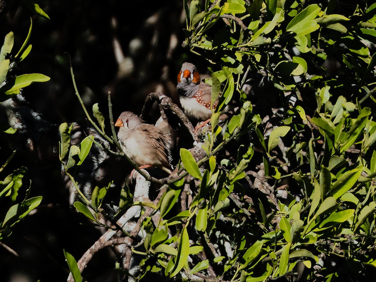 Zebra Finch (Australian) - ML637234584