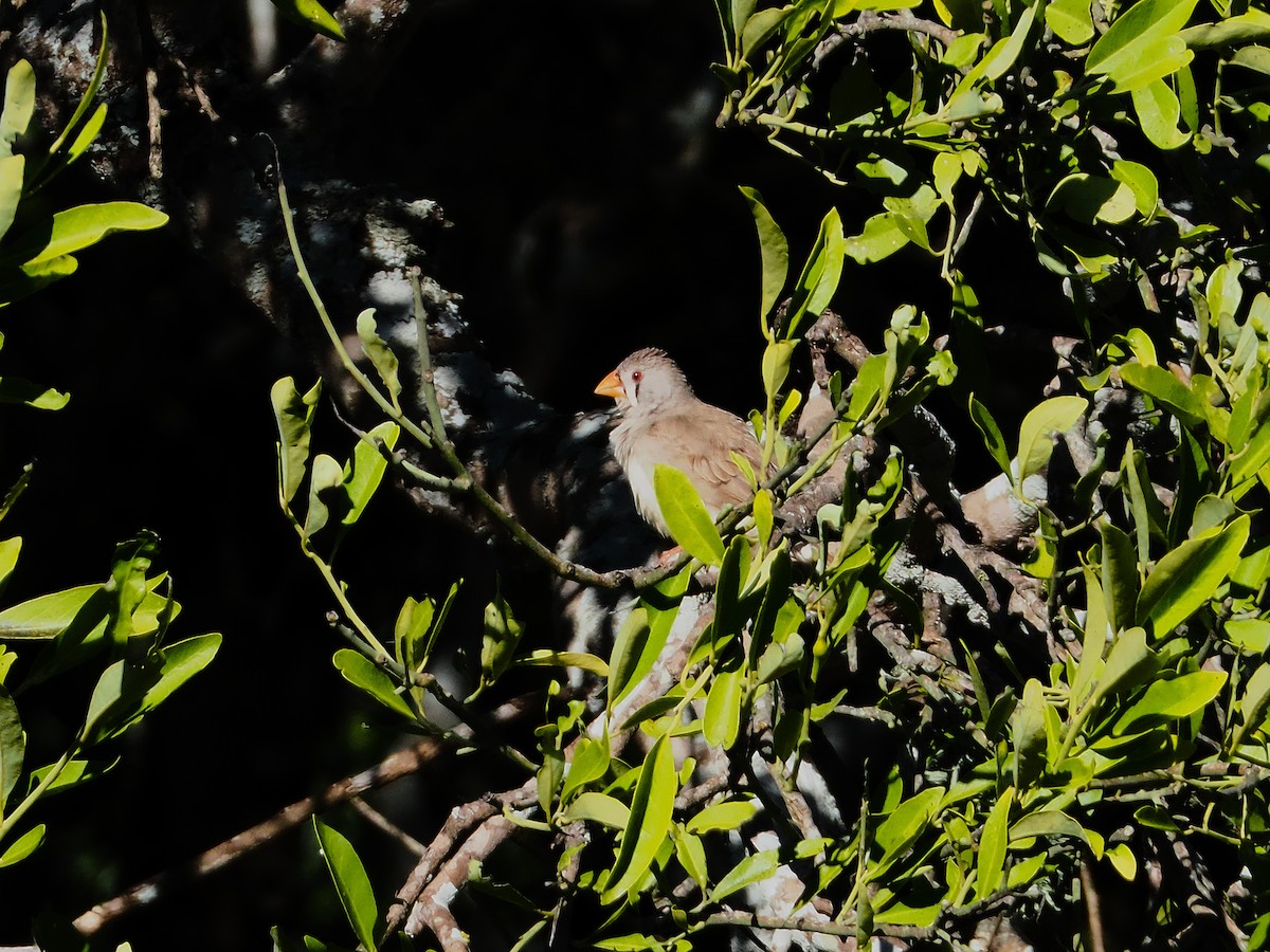 Zebra Finch (Australian) - ML637234585