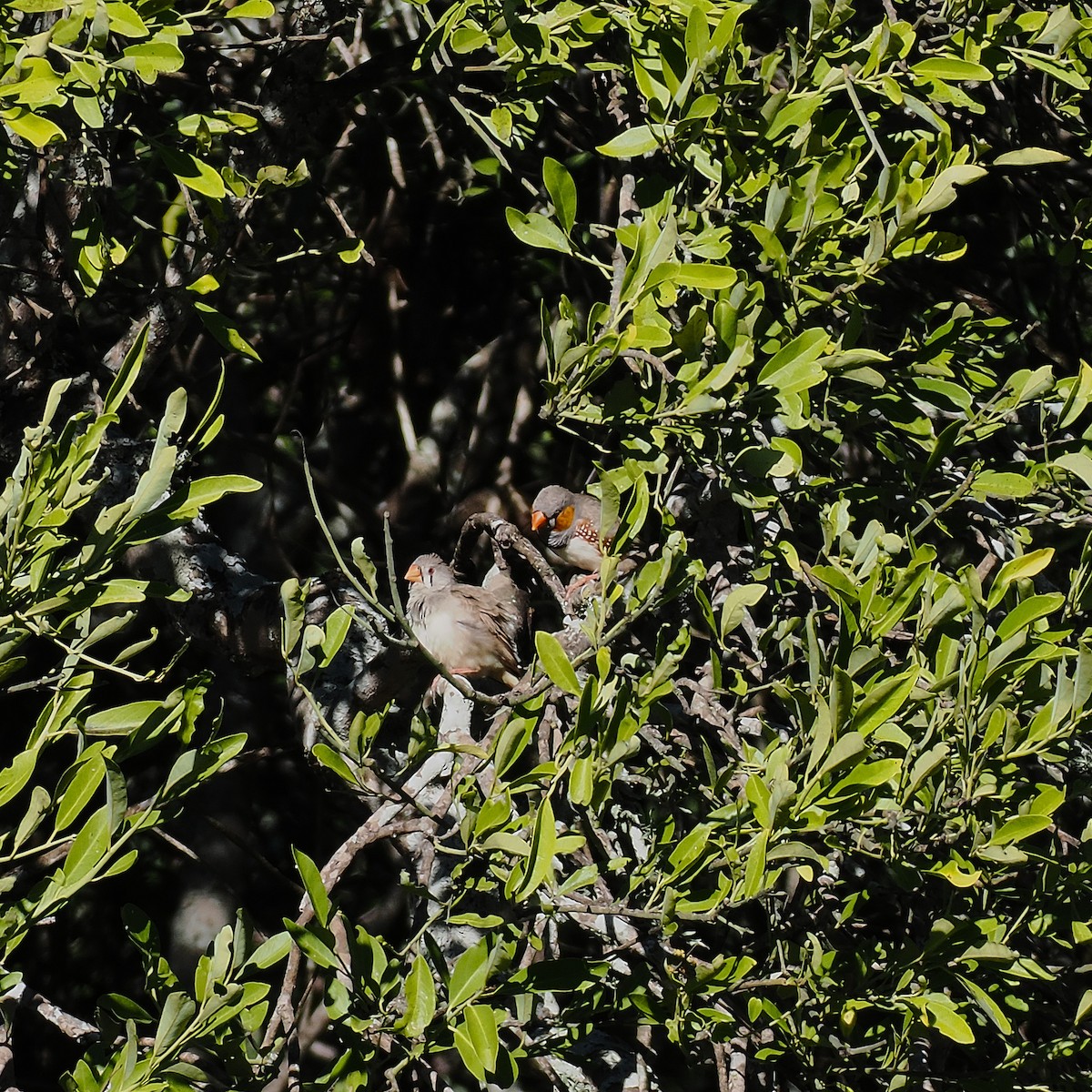 Zebra Finch (Australian) - ML637234586