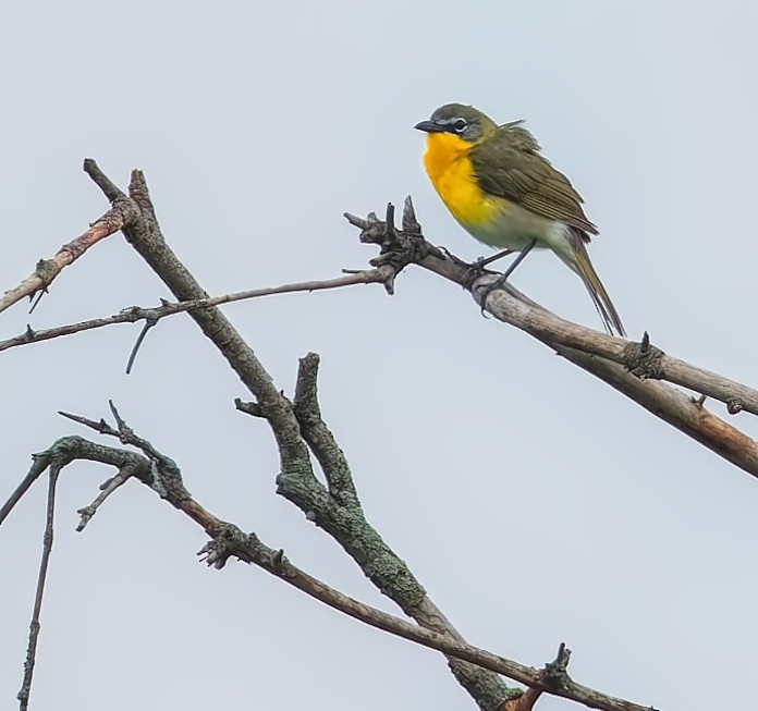 Yellow-breasted Chat - ML637234701