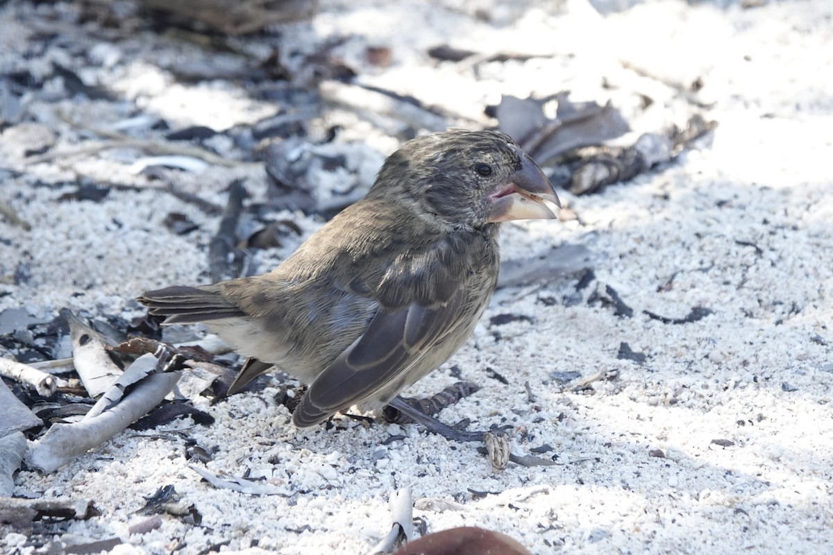 Large Ground-Finch - ML637234747