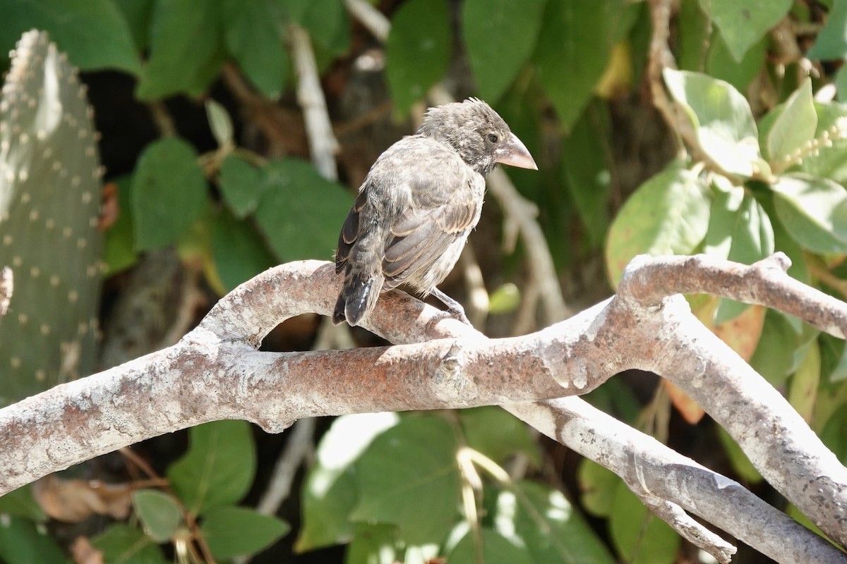 Genovesa Cactus-Finch - ML637234797