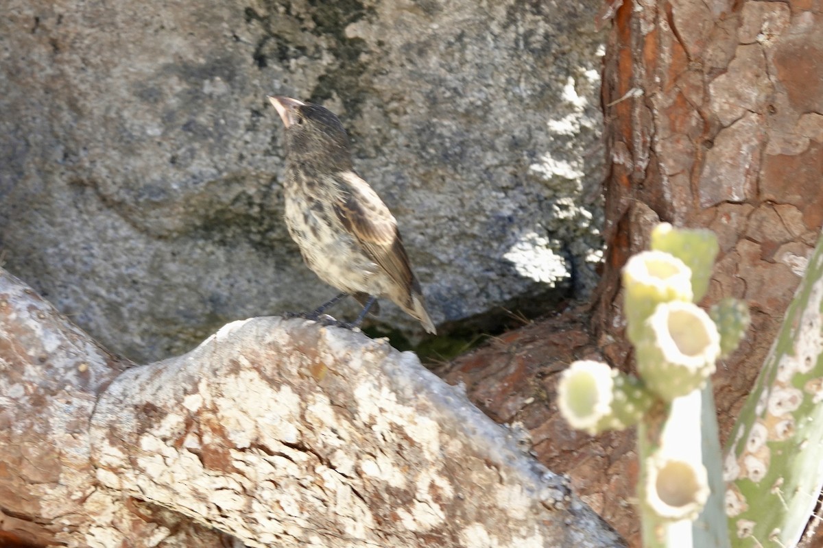 Genovesa Cactus-Finch - ML637234799
