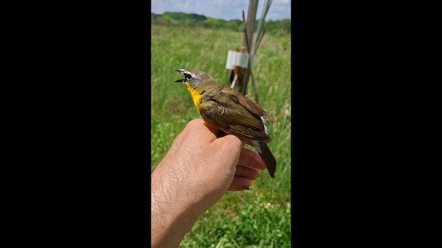 Yellow-breasted Chat - ML637234818