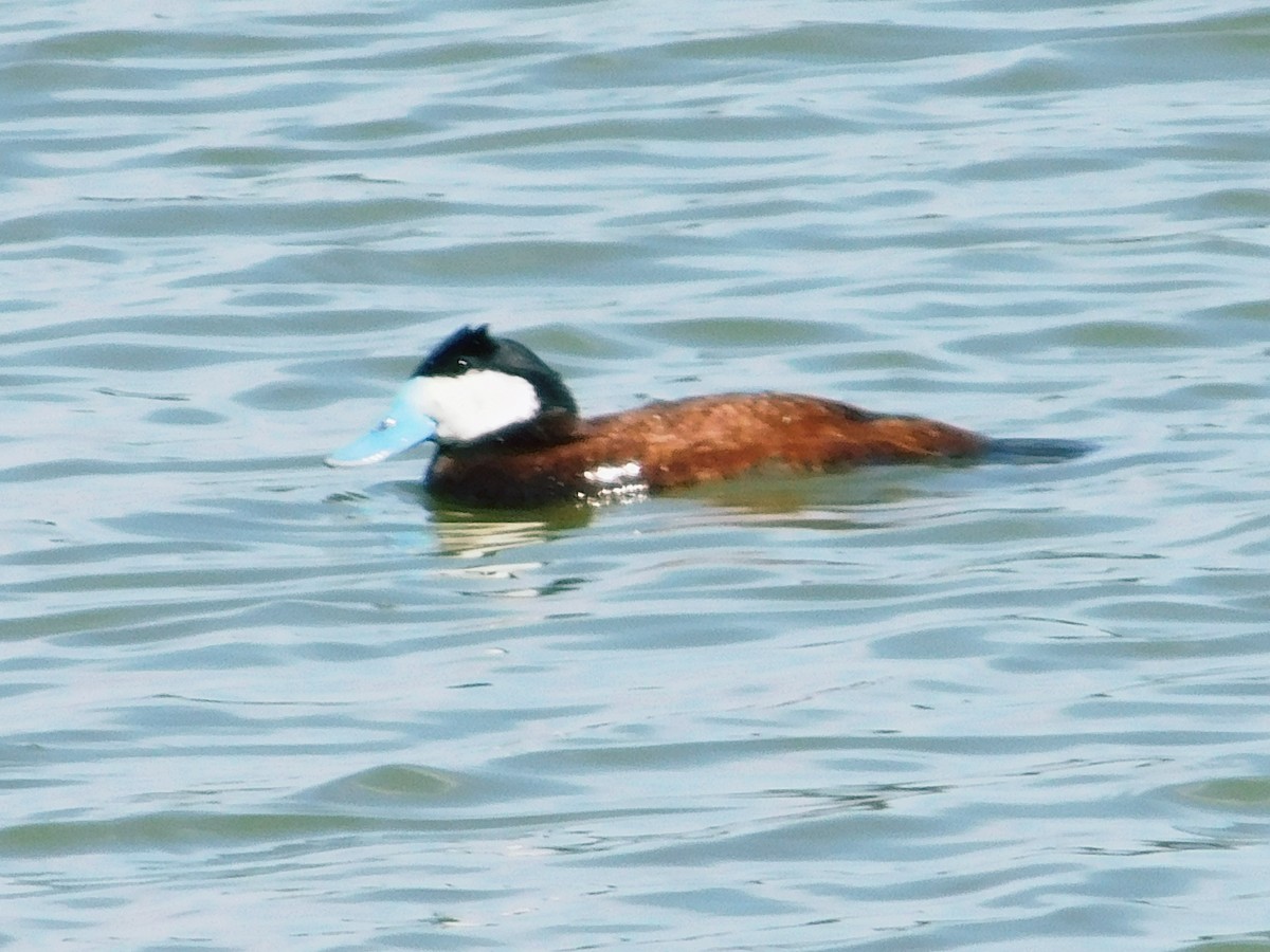 Ruddy Duck - ML637234842