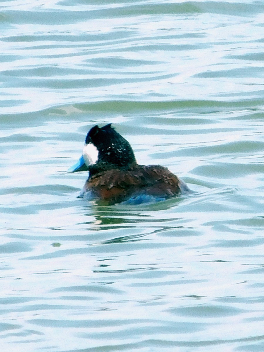 Ruddy Duck - ML637234861