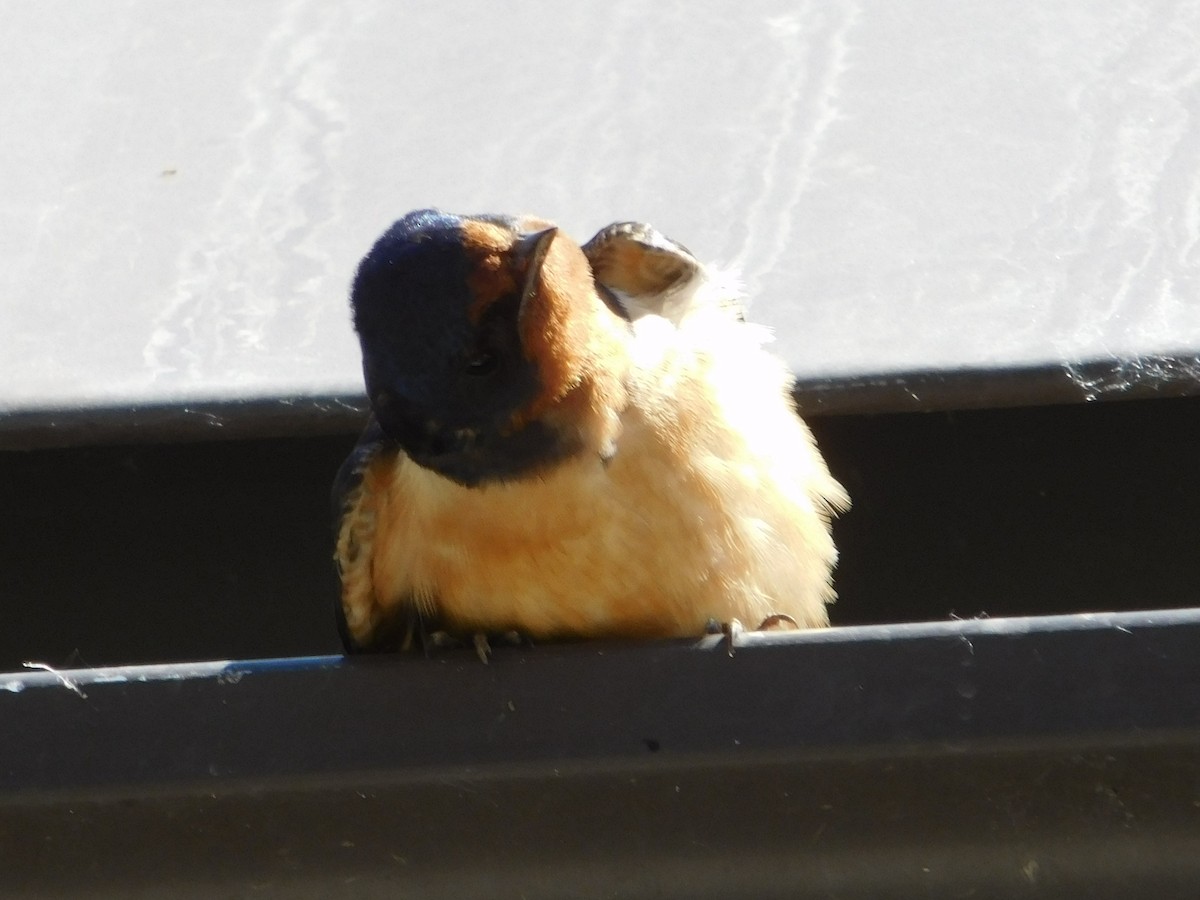 Barn Swallow - ML637234882