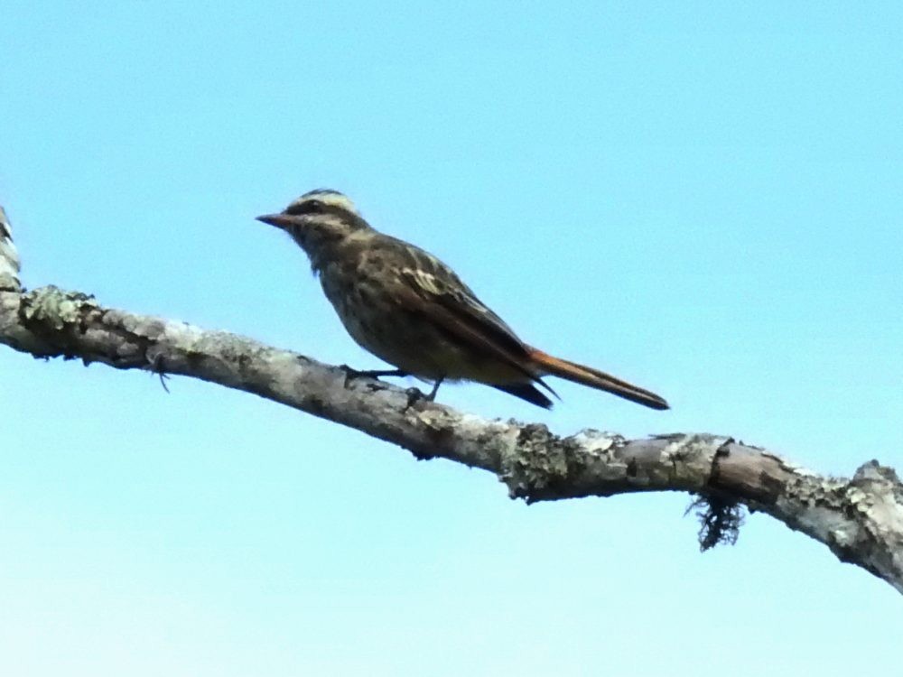 Variegated Flycatcher - ML637234910