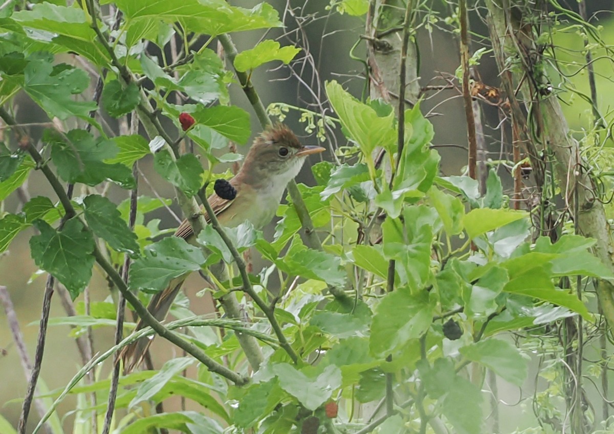 Thick-billed Warbler - ML637235063