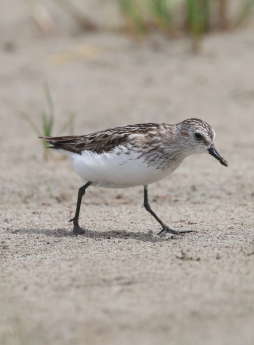 Semipalmated Sandpiper - ML637235099