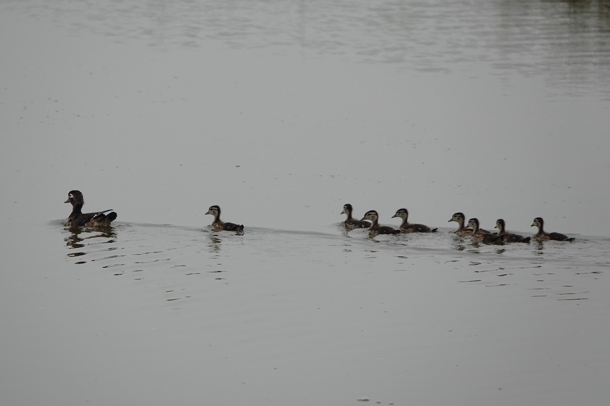 Wood Duck - ML637235144