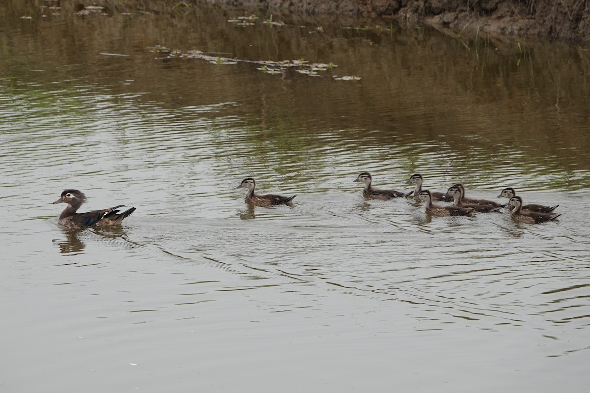 Wood Duck - ML637235145