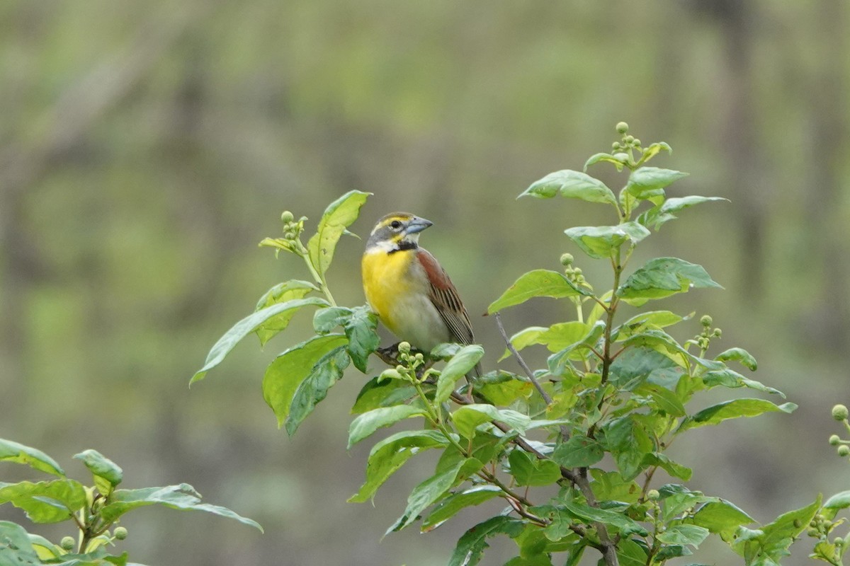 Dickcissel - ML637235153