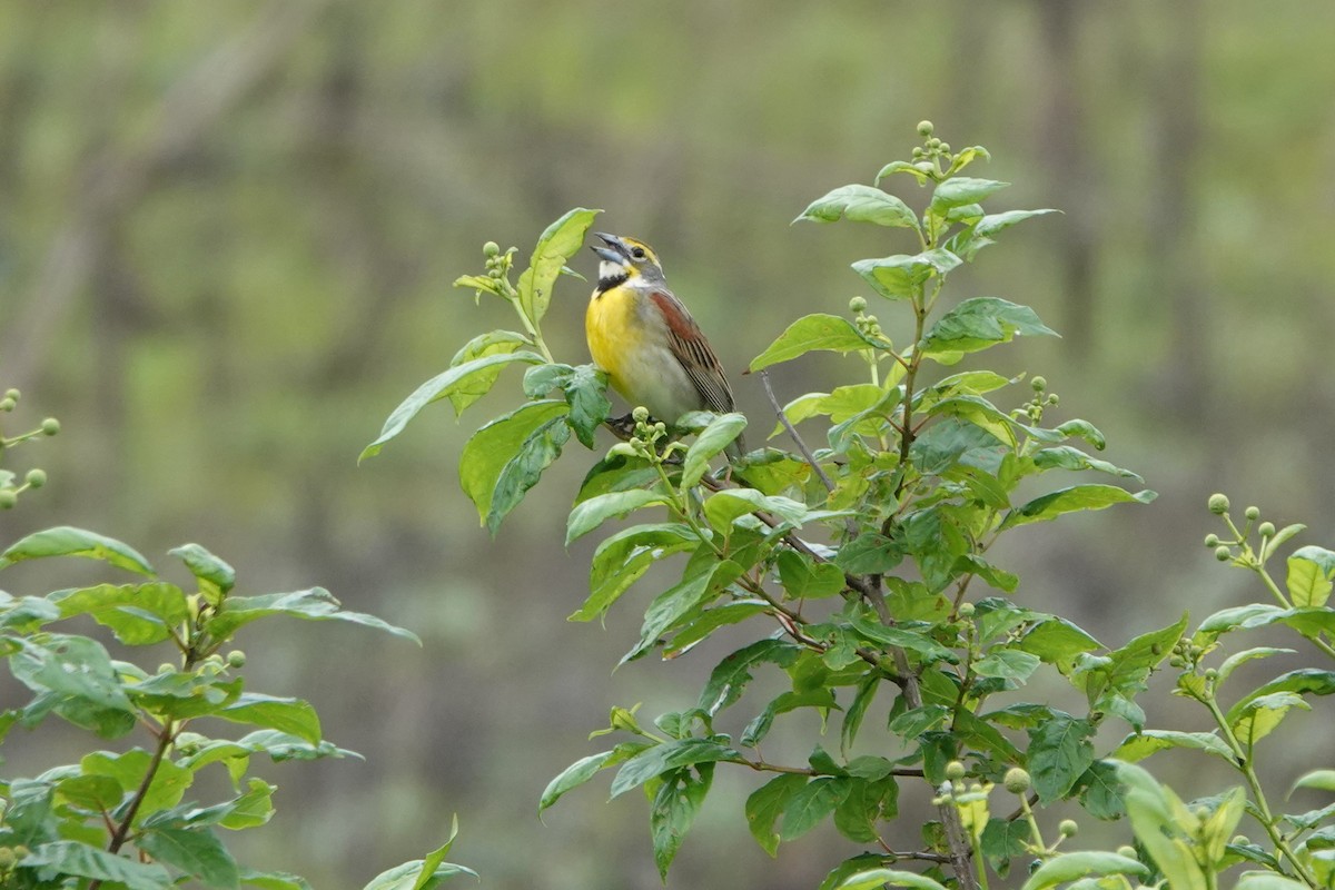 Dickcissel - ML637235154