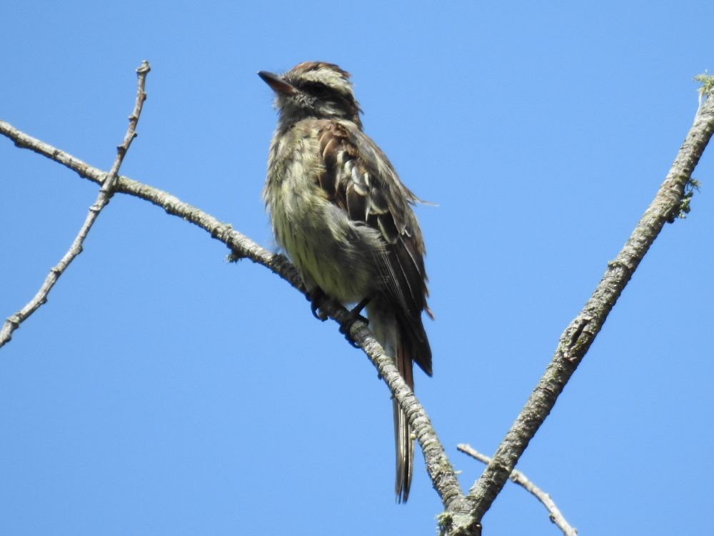 Variegated Flycatcher - ML637235156